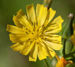 Oriental false hawksbeard